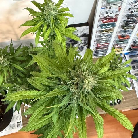 Auto Think Big - DP growlog timeline photo