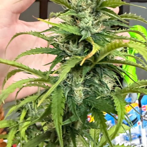 Auto Think Big - DP growlog timeline photo