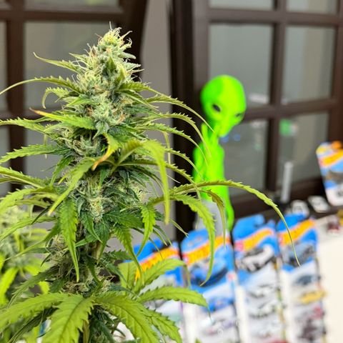 Auto Think Big - DP growlog timeline photo