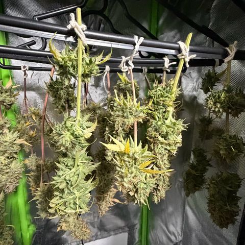 Auto Think Big - DP growlog photo:  Colheita 