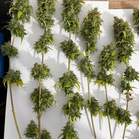 Auto Think Big - DP growlog photo:  Colheita 
