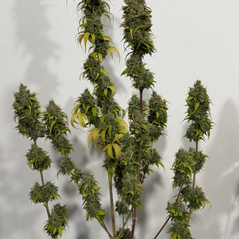 Auto Think Big - DP growlog photo:  Colheita 