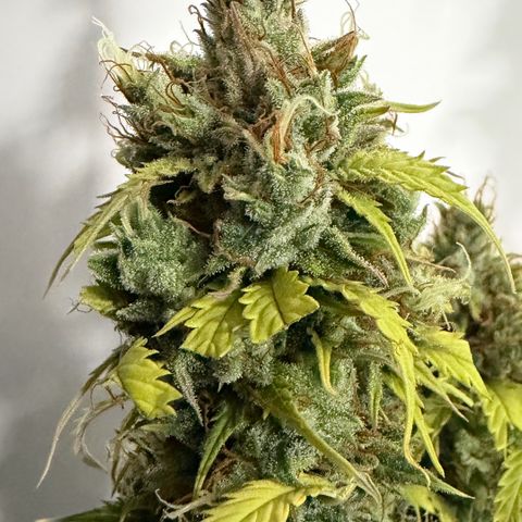 Auto Think Big - DP growlog photo:  Colheita 