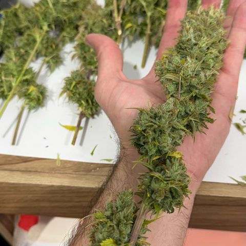 Auto Think Big - DP growlog photo:  Colheita 
