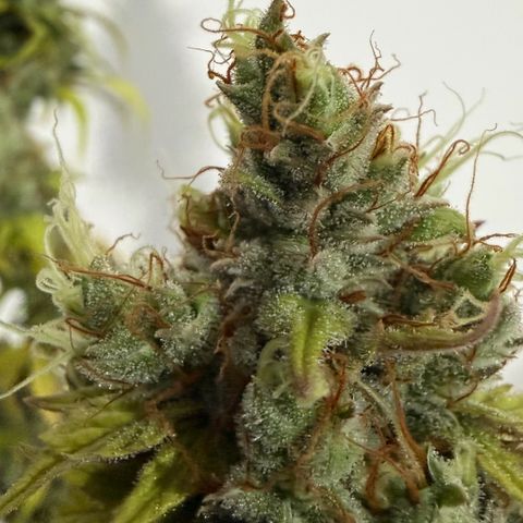 Auto Think Big - DP growlog photo:  Colheita 