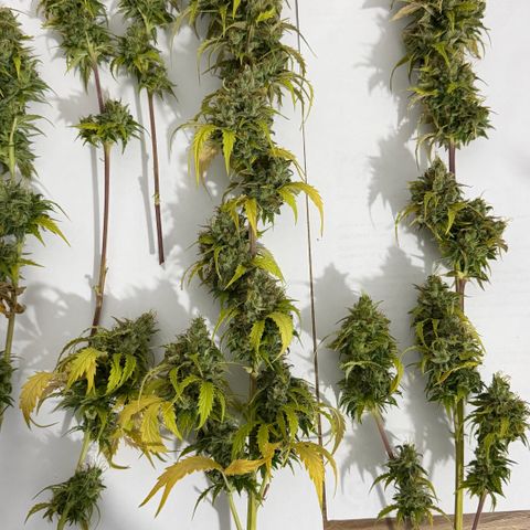 Auto Think Big - DP growlog photo:  Colheita 