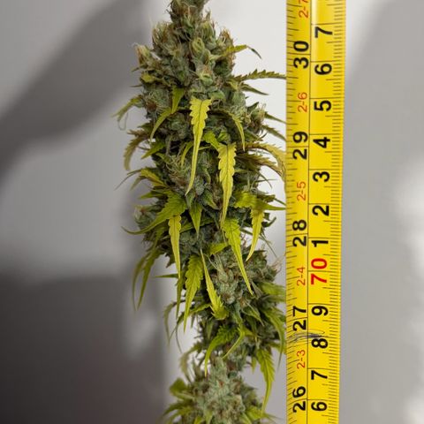 Auto Think Big - DP growlog photo:  Colheita 