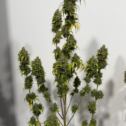 Auto Think Big - DP growlog photo:  Colheita 