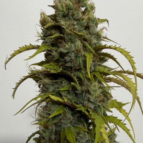 Auto Think Big - DP growlog photo:  Colheita 