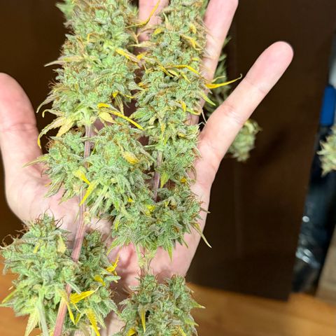 Auto Think Big - DP growlog photo:  Colheita 