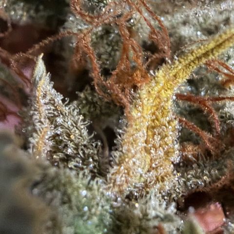 Auto Think Big - DP growlog timeline photo