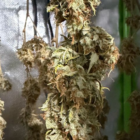 Auto Think Big - DP growlog timeline photo