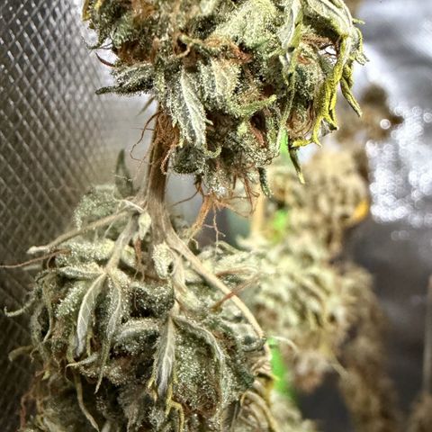 Auto Think Big - DP growlog timeline photo