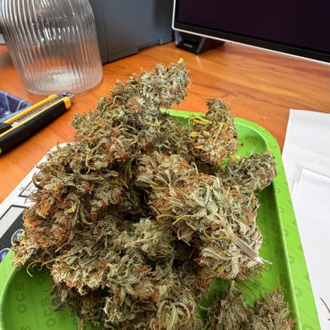 Auto Think Big - DP growlog timeline photo