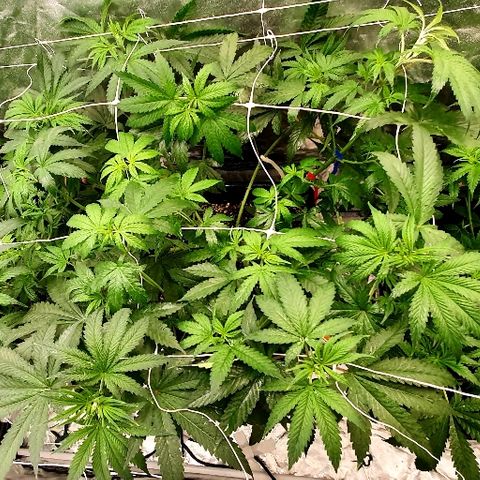 Gorilla Glue  growlog photo: Blätterwerk gestutzt und auf 12 /12 eingestellt 