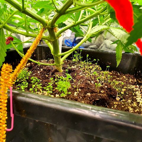 Gorilla Glue  growlog photo: Blätterwerk gestutzt und auf 12 /12 eingestellt 