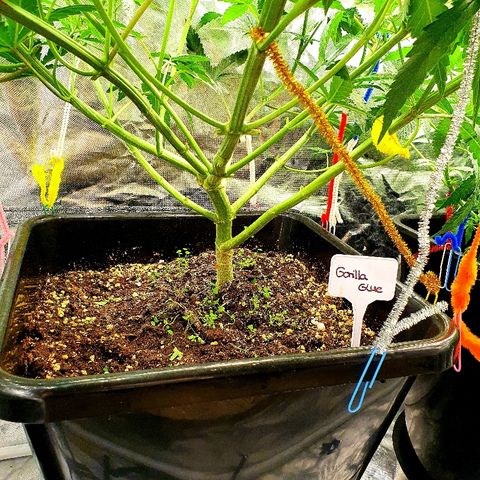 Gorilla Glue  growlog photo: Blätterwerk gestutzt und auf 12 /12 eingestellt 
