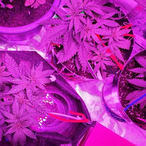Gorilla Glue  growlog photo: LST Training 