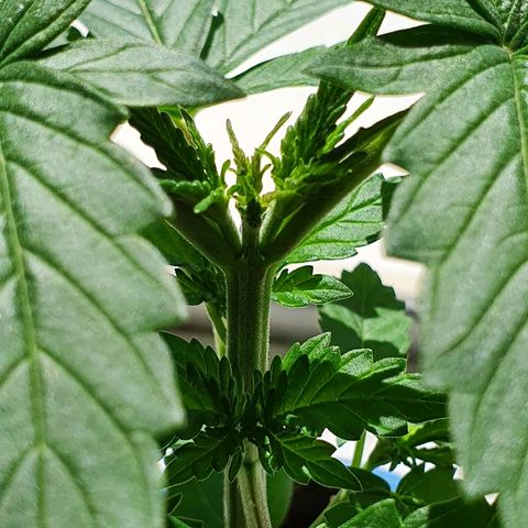Gorilla Glue  growlog photo: Balkon sun time 
