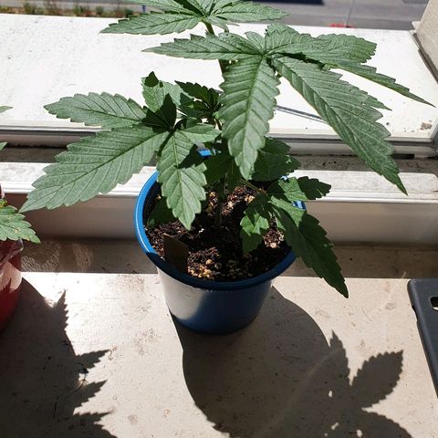 Gorilla Glue  growlog photo: Balkon sun time 