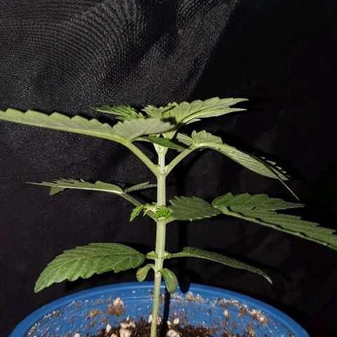 Gorilla Glue  growlog photo: Blub