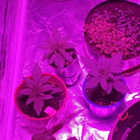 Gorilla Glue  growlog photo: Relax