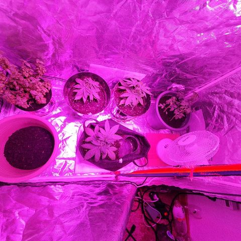 Gorilla Glue  growlog photo: Größere pots