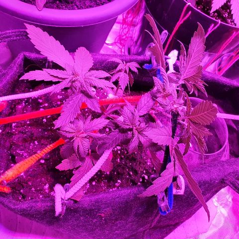 Gorilla Glue  growlog photo: LST