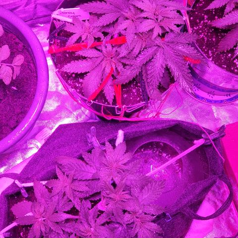 Gorilla Glue  growlog timeline photo