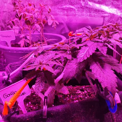 Gorilla Glue  growlog timeline photo