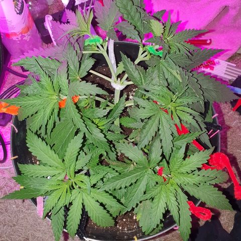 Gorilla Glue  growlog timeline photo