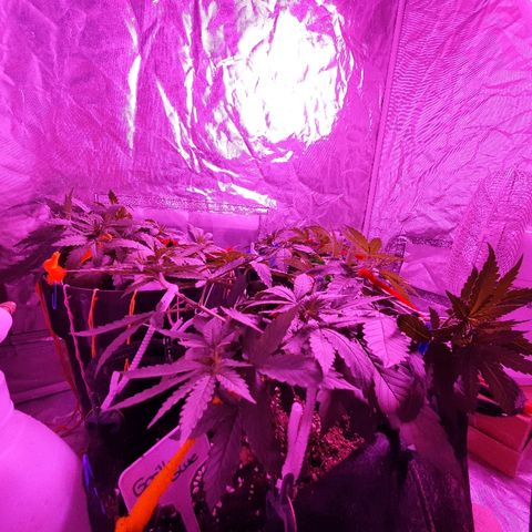 Gorilla Glue  growlog timeline photo