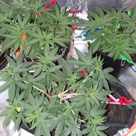 Gorilla Glue  growlog photo: See them grow