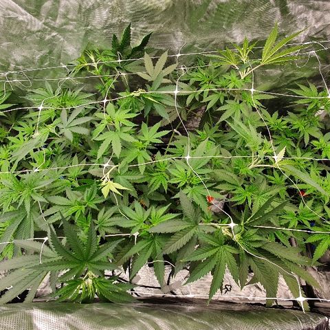 Gorilla Glue  growlog timeline photo