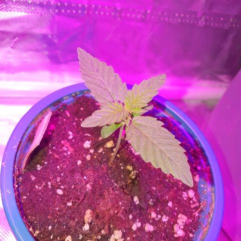 Gorilla Glue  growlog timeline photo