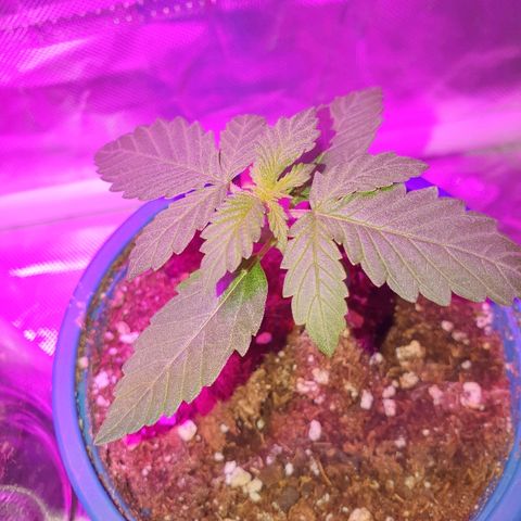 Gorilla Glue  growlog timeline photo
