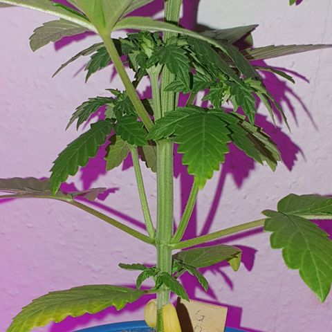 Gorilla Glue  growlog timeline photo