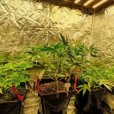 Gorilla Glue  growlog photo: 21.7 am Abend 23 Uhr 