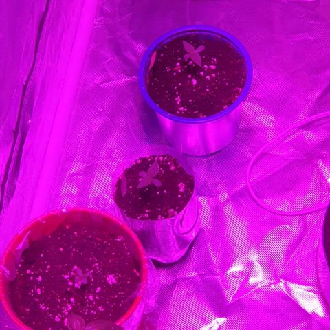 Gorilla Glue  growlog photo: Veg