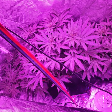 Gorilla Glue  growlog photo: Nach einer Woche Autopot und BioTabs