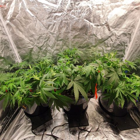 Gorilla Glue  growlog photo: LST