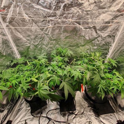 Gorilla Glue  growlog photo: LST