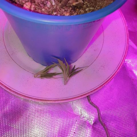 Gorilla Glue  growlog photo: Topping 
