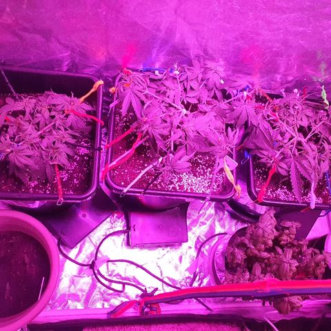 Gorilla Glue  growlog photo: Umgetopft in Autopot und Biotabs 