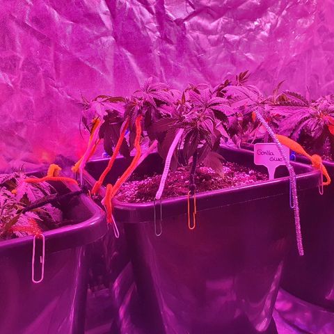 Gorilla Glue  growlog photo: Umgetopft in Autopot und Biotabs 