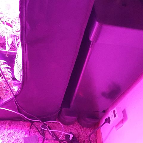 Gorilla Glue  growlog photo: Umgetopft in Autopot und Biotabs 