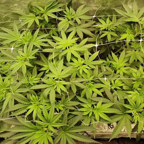 Gorilla Glue  growlog photo: Check✅ erholt sich gut 