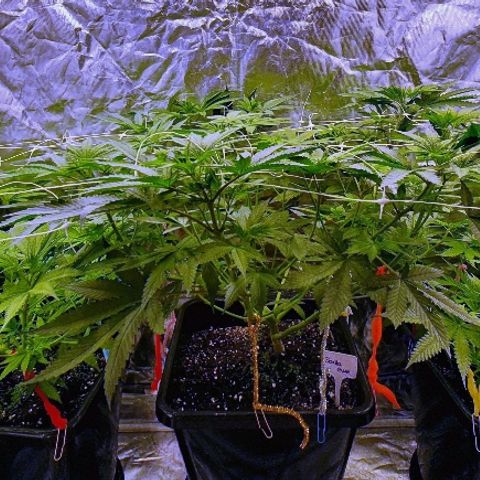 Gorilla Glue  growlog photo: Check✅ erholt sich gut 