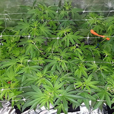 Gorilla Glue  growlog photo: LST nachgezogen und aufs Scrognetz angepasst