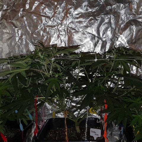 Gorilla Glue  growlog photo: LST nachgezogen und aufs Scrognetz angepasst